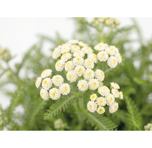 Rebríček červený FloraSelf Achillea millefolium 'Desert Eve' V 5-25 cm kvetináč 3 l