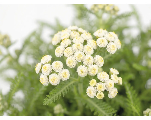 Rebríček červený FloraSelf Achillea millefolium 'Desert Eve' V 5-25 cm kvetináč 3 l