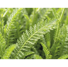 Rebríček červený FloraSelf Achillea millefolium 'Desert Eve' V 5-25 cm kvetináč 3 l