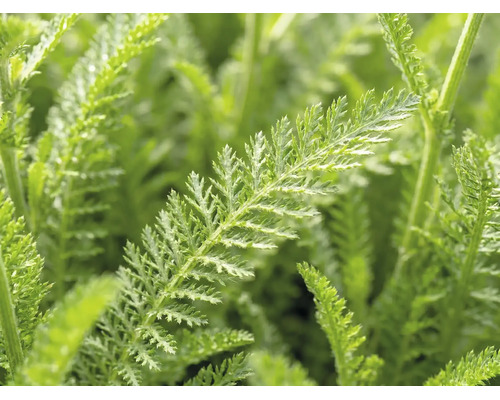 Rebríček červený FloraSelf Achillea millefolium 'Desert Eve' V 5-25 cm kvetináč 3 l