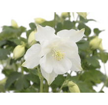 Orlíček ROCKCollection FloraSelf Aquilegia caerulea 5-15 cm kvetináč 13 cm