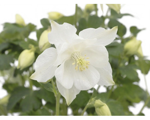 Orlíček ROCKCollection FloraSelf Aquilegia caerulea 5-15 cm kvetináč 13 cm