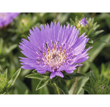 Stokésia FloraSelf Stokesia laevis 'Mega Mels'® kvetináč 5 l