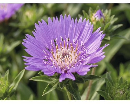 Stokésia FloraSelf Stokesia laevis 'Mega Mels'® kvetináč 5 l