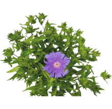 Stokesia laevis s fialovým kvetom a zelenými púčikmi