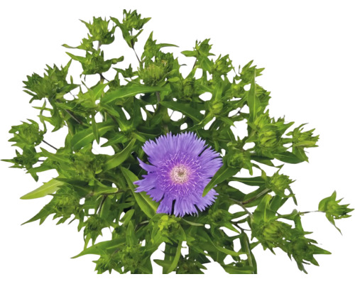 Stokesia laevis s fialovým kvetom a zelenými púčikmi