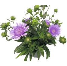 Stokezia hladká Stokesia laevis s fialovými kvetmi a zelenými púčikmi v kvetináči.