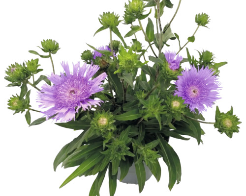 Stokezia hladká Stokesia laevis s fialovými kvetmi a zelenými púčikmi v kvetináči.