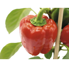 Zrelá červená paprika na rastline so zelenými listami a drevenou opornou tyčou.