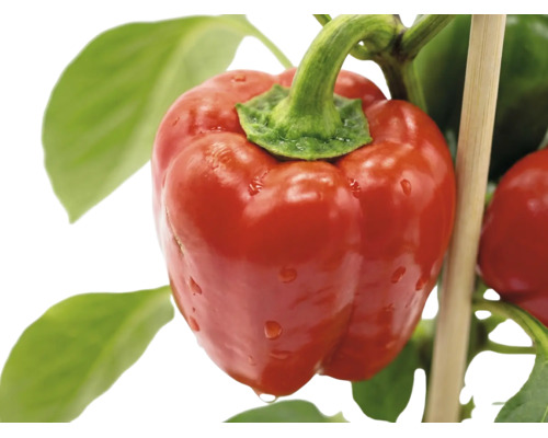 Zrelá červená paprika na rastline so zelenými listami a drevenou opornou tyčou.
