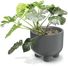Izbová rastlina Monstera deliciosa v sivom okrúhlom kvetináči s nožičkami a kamienkami.