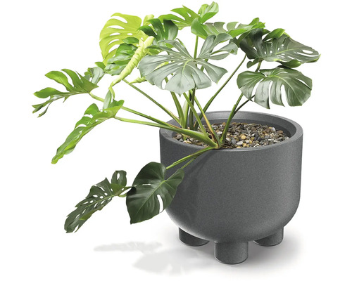 Izbová rastlina Monstera deliciosa v sivom okrúhlom kvetináči s nožičkami a kamienkami.
