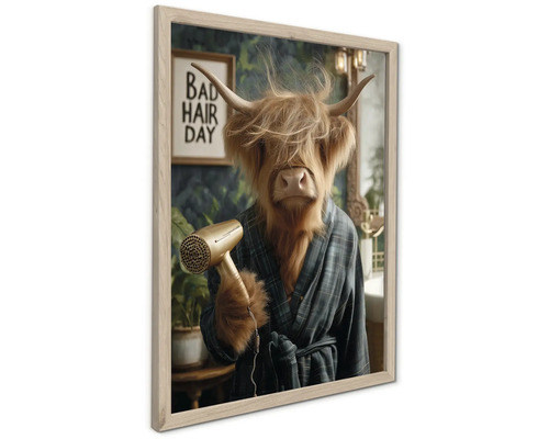 Rámovaný nástenný obraz s náhorným skotom v kockovanom župane držiacim fén, s nápisom Bad Hair Day v pozadí.