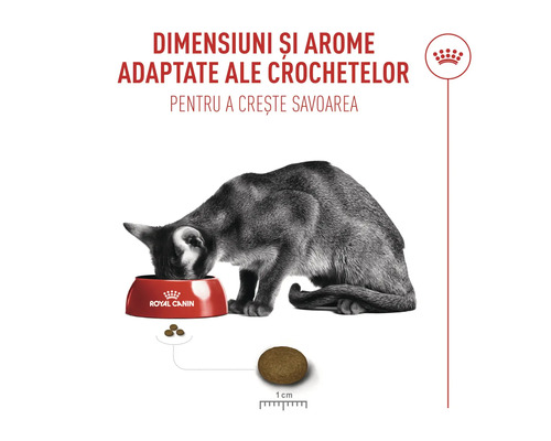 Mačka žerúca z misky Royal Canin, veľkosť granúl približne 1 centimeter pre lepšiu chuť.