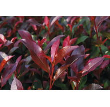 Červienka Photinia s červenými listami.