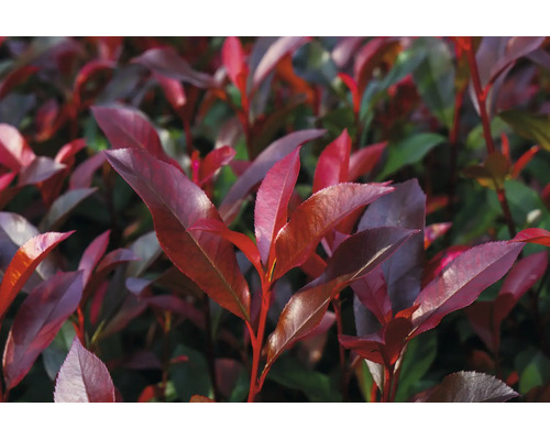 Červienka Photinia s červenými listami.