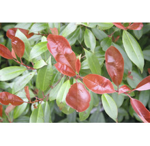 Detail červenice Photinia s lesklými červenými a zelenými listami.