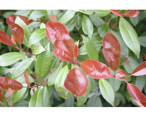 Detail červenice Photinia s lesklými červenými a zelenými listami.