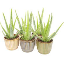 Izbové rastliny Aloe Vera v dekoratívnych rebrovaných keramických kvetináčoch.