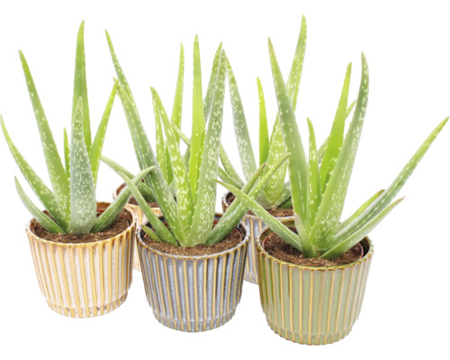 Izbové rastliny Aloe Vera v dekoratívnych rebrovaných keramických kvetináčoch.