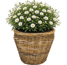 Košík na sadenie Leah Pure Sami kvetináč z prírodných vlákien Ø 37 cm V 31 cm sivohnedý vrátane fólie na kvetináč