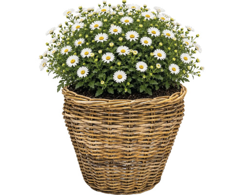 Košík na sadenie Leah Pure Sami kvetináč z prírodných vlákien Ø 37 cm V 31 cm sivohnedý vrátane fólie na kvetináč