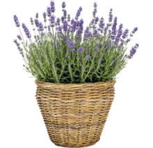 Košík na sadenie Leah Pure Sami z prírodných vlákien Ø 28,5 cm V 24 cm sivohnedý vrátane fólie na kvetináč