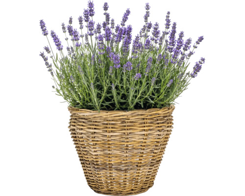Košík na sadenie Leah Pure Sami z prírodných vlákien Ø 28,5 cm V 24 cm sivohnedý vrátane fólie na kvetináč