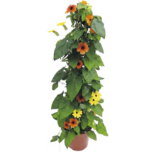 Čiernooká Zuzana Thunbergia alata v kvetináči, popínavá rastlina s oranžovými a žltými kvetmi.