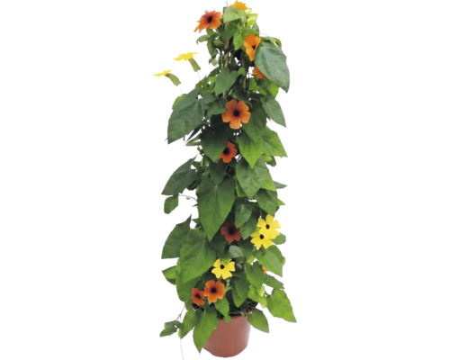 Čiernooká Zuzana Thunbergia alata v kvetináči, popínavá rastlina s oranžovými a žltými kvetmi.