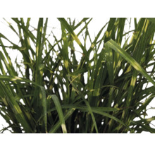 Ozdobnica čínska trpasličia FloraSelf Miscanthus sinensis 'Strictus Dwarf' 10-100 cm kvetináč 14 cm