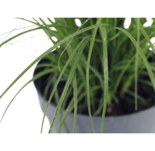Ozdobnica čínska zakrpatená FloraSelf Miscanthus sinensis ‚Cute One‘ 10-30 cm kvetináč 3 l