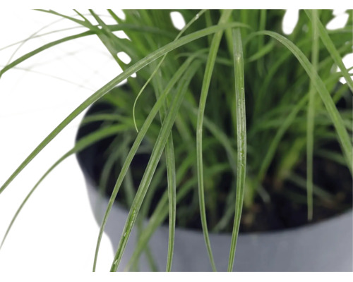 Ozdobnica čínska zakrpatená FloraSelf Miscanthus sinensis ‚Cute One‘ 10-30 cm kvetináč 3 l