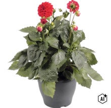 Georgína FloraSelf Dahlia hybrid kvetináč Ø 23 cm 1 ks, rôzne druhy (Image AI modified or generated)
