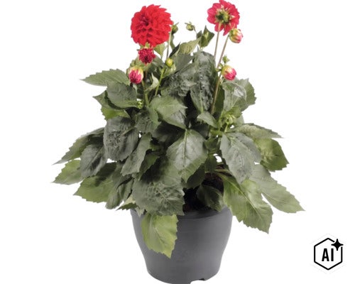 Georgína FloraSelf Dahlia hybrid kvetináč Ø 23 cm 1 ks, rôzne druhy (Image AI modified or generated)