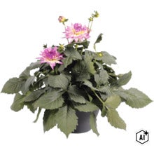 Georgína FloraSelf Dahlia hybrid kvetináč Ø 23 cm 1 ks, rôzne druhy (Image AI modified or generated)