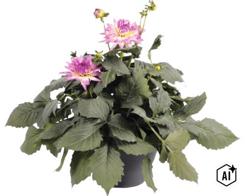 Georgína FloraSelf Dahlia hybrid kvetináč Ø 23 cm 1 ks, rôzne druhy (Image AI modified or generated)