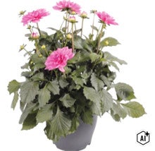 Georgína FloraSelf Dahlia hybrid kvetináč Ø 23 cm 1 ks, rôzne druhy (Image AI modified or generated)