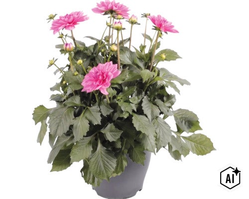 Georgína FloraSelf Dahlia hybrid kvetináč Ø 23 cm 1 ks, rôzne druhy (Image AI modified or generated)