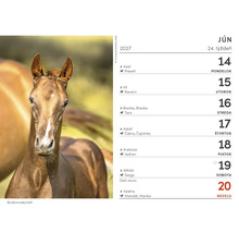 List nástenného kalendára na jún 2027 s fotografiou žriebäťa budonovského koňa a týždenným prehľadom.