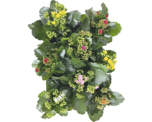 Kalanchoe rastlina s rôznofarebnými kvetmi
