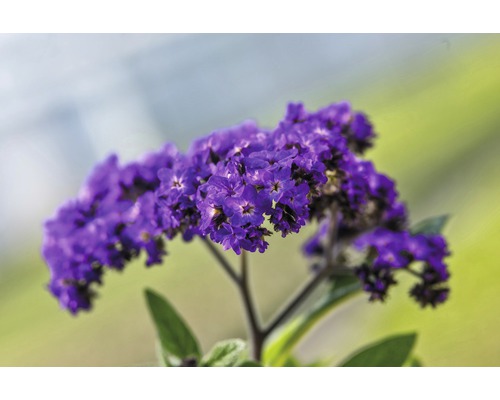 Detailný záber rastliny otočníka s kvetmi