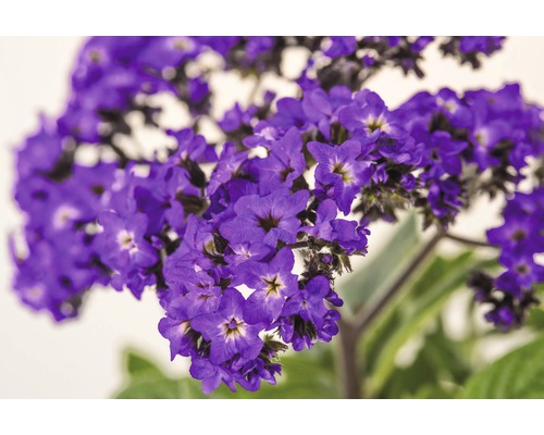 Heliotrop rastlina s kvetmi