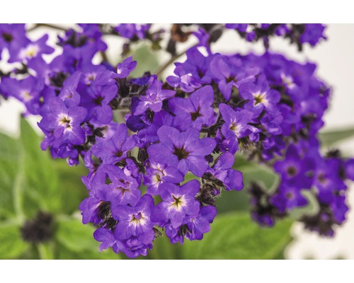 Detail vanilkových kvetov s fialovými kvetmi