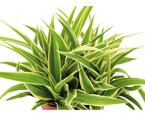 Zelenec v kvetináči