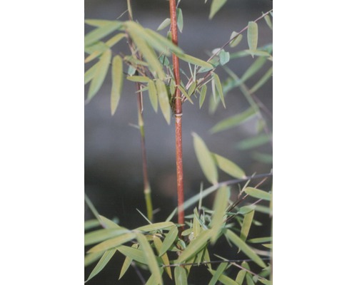 Bambusová rastlina s listami