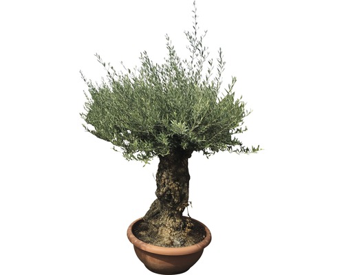 Olivovník v kvetináči