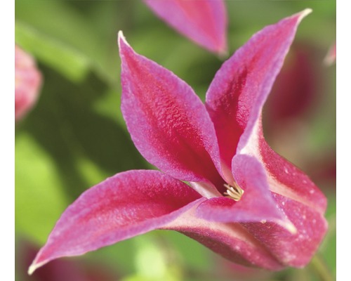 Plamienok FloraSelf Clematis-Cultivars 'Princess Diana' 50-70 cm kvetináč 2,3 l