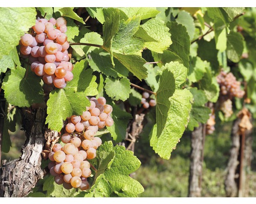 Stolová vínna réva bez jadier Vitis vinifera 'Vanessa' V 60-100 cm kvetináč 3 l