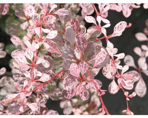 Dráč s panašovanými listami